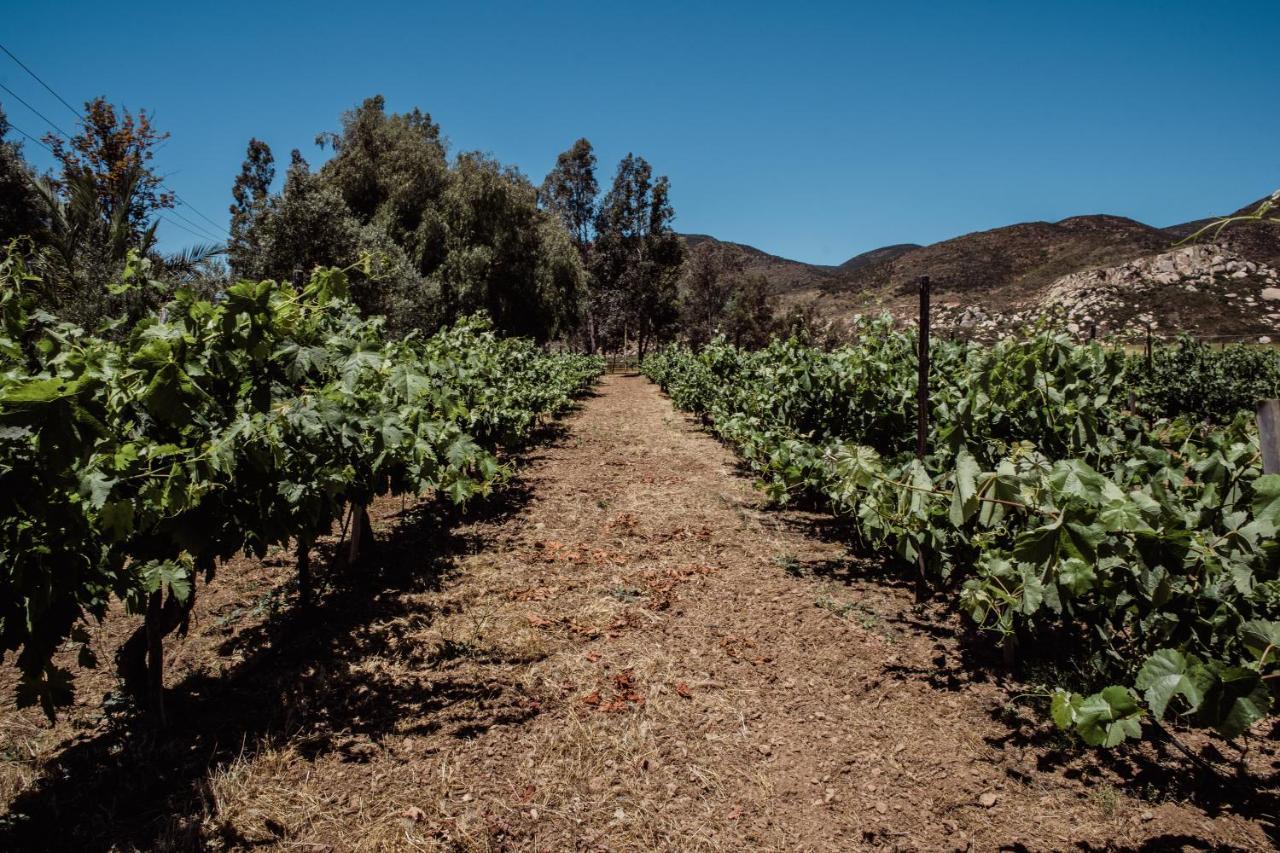 Rancho Toros Pintos * Valle de Guadalupe